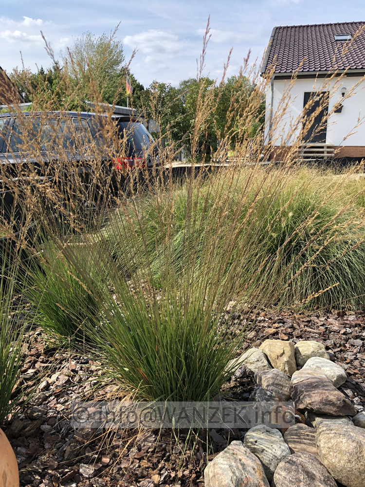 Molinia caerulea Edith Dutzus 003.JPG